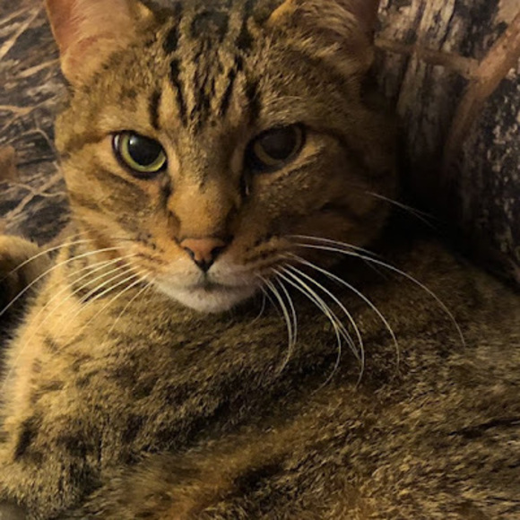 Meet your Posher, Mackenzie - Picture 1 of 1